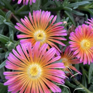 Ice Plant 'Ocean Sunset Orange Glow' G1