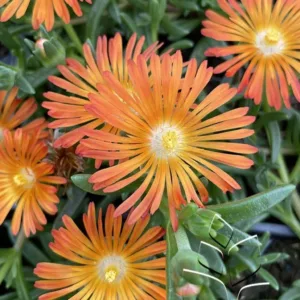 Ice Plant 'Ocean Sunset Orange Vibe' G1