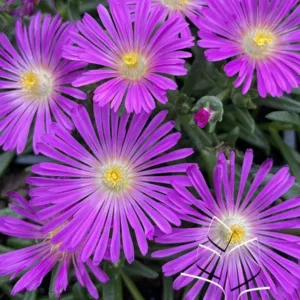 Ice Plant 'Ocean Sunset Violet' G1