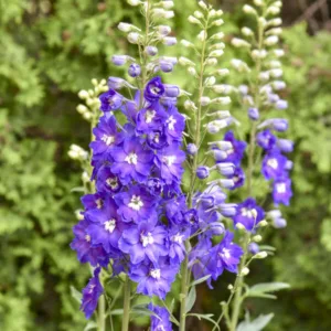 Delphinium 'Violets Are Blue' G1