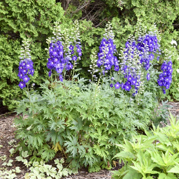 Delphinium 'Violets Are Blue' G1 - Image 2