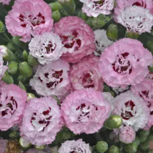 Dianthus 'Appleblossom Burst' G1