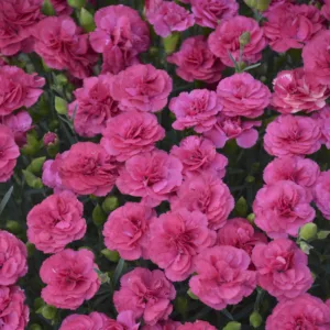 Dianthus 'Double Bubble' G1