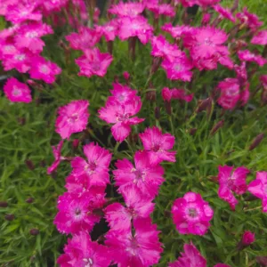 Dianthus 'Kahori' G1