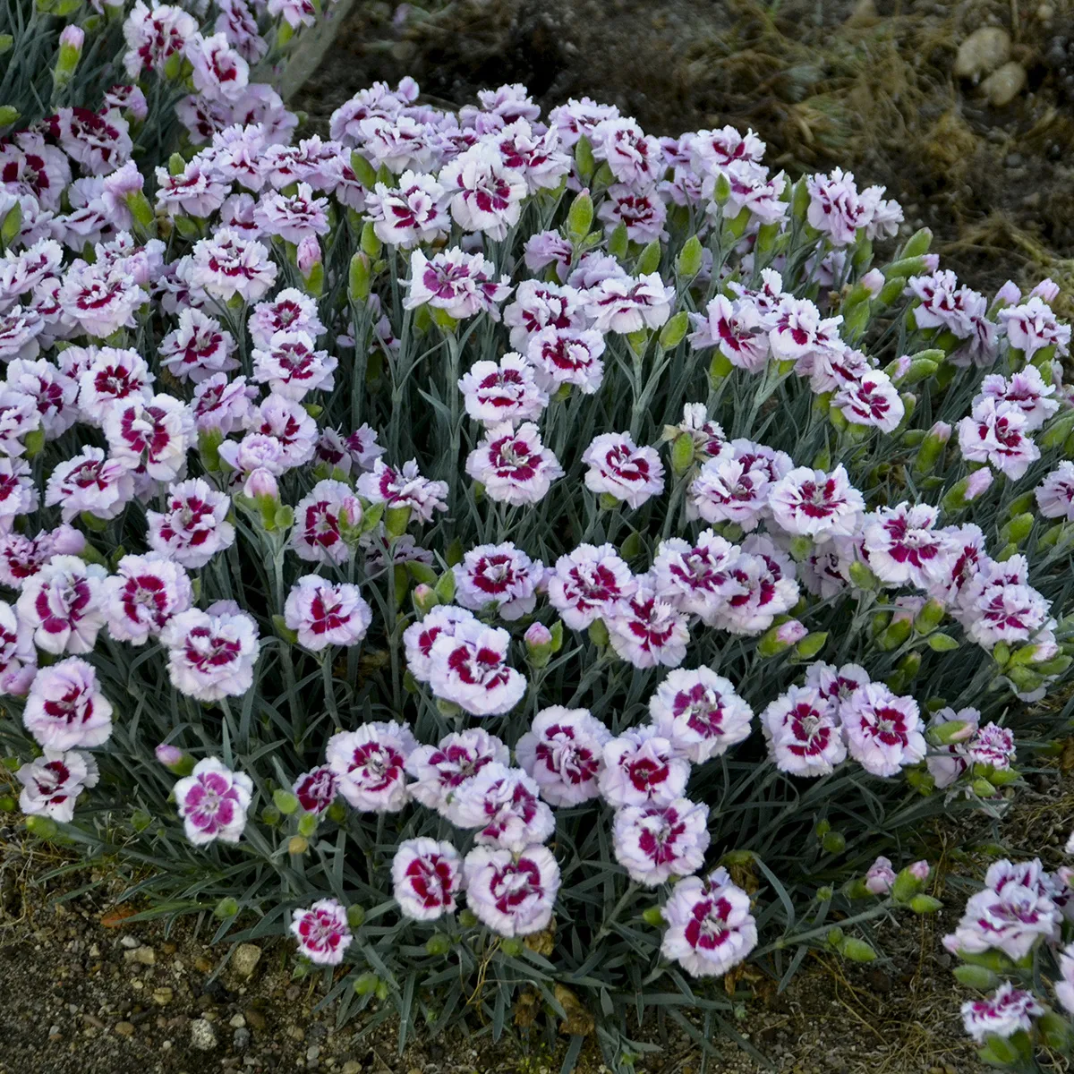 Dianthus 'Kiss and Tell' G1 - Image 2