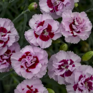 Dianthus 'Kiss and Tell' G1