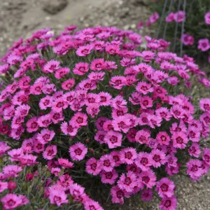 Dianthus 'Paint the Town Fancy' G1