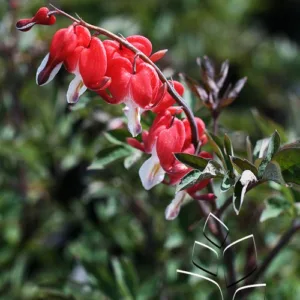 Bleeding Heart 'Valentine' G1