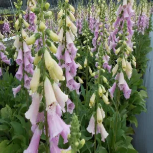 Foxglove 'Camelot Lavender'
