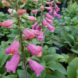 Foxglove 'Camelot Rose'