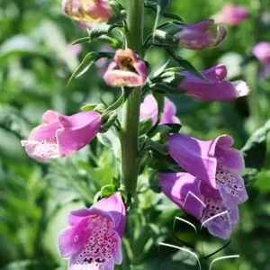 Foxglove 'Dalmatian Rose' G1