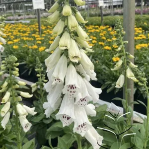 Foxglove 'Dalmatian White' G1