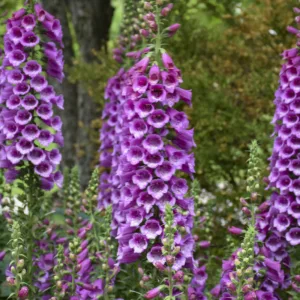 Foxglove 'Dalmatian Purple' G1