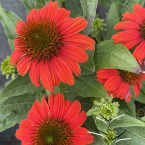 Coneflower 'Artisan Red Ombre' G1