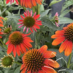 Coneflower 'Artisan Soft Orange' G1