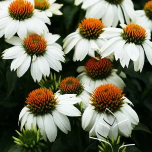 Coneflower 'Pow Wow White' G1