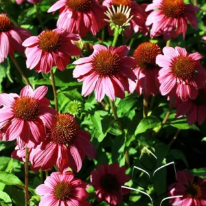 Coneflower 'Pow Wow Wild Berry' G1