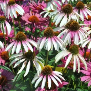 Coneflower 'Pretty Parasols' G1