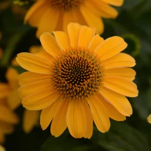 Coneflower 'Sombrero Granada Gold' G1