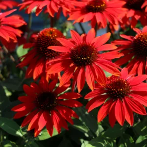 Coneflower 'Sombrero Sangrita' G1