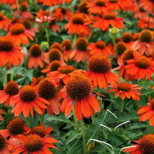 Coneflower 'Sombrero Adobe Orange' G1