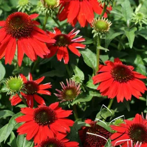 Coneflower 'Sombrero Salsa Red' G1