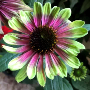 Coneflower 'Sweet Sandia' G1