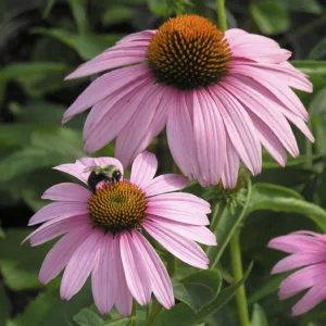 Coneflower 'Magnus' G1