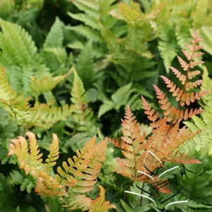 Fern- Autumn 'Brilliance' G1