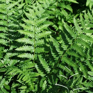 Fern- Cinnamon G1