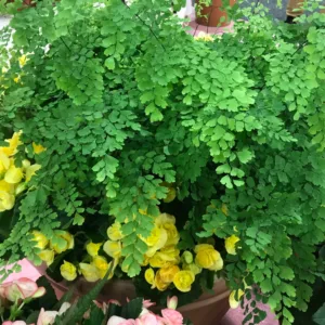 Fern- Maiden Hair G1