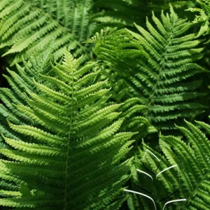 Fern- Ostrich