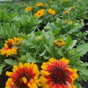 Blanket Flower 'Red Starburst' G1
