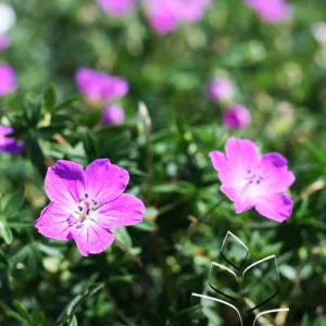 Cranesbill 'Max Frei' G1