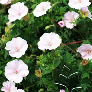 Cranesbill 'Striatum' G1