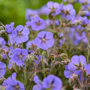Cranesbill 'Boom Chocolatta' G1