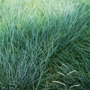 Grass- Blue Fescue 'Elijah Blue' G1