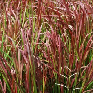 Grass- Blood Grass 'Red Baron' G1