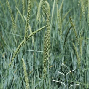Grass- Lyme 'Blue Dune'