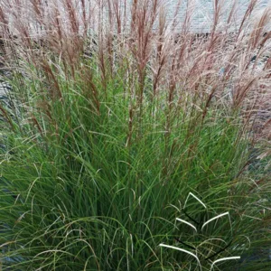 Grass- Maiden 'Gracillimus'