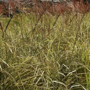 Grass- Japanese Silver 'Variegatus'