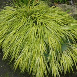Grass- Japanese Forest 'Aureola'