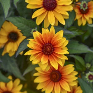 False Sunflower 'Sundial' G1