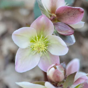 Hellebore 'Ivory Prince' 19CM
