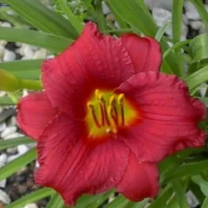 Daylily 'Pardon Me' G1