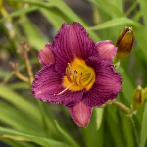 Daylily 'Purple de Oro' G1