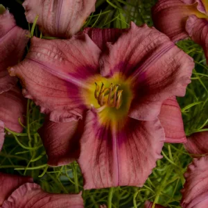 Daylily 'Rosy Returns' G1