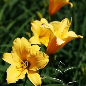Daylily 'Stella De Oro' G1