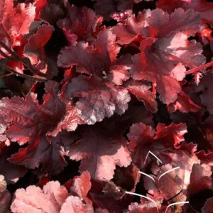 Coral Bells 'Forever Red' G1