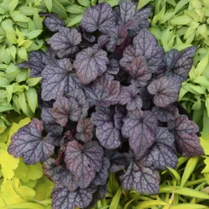Coral Bells 'Grape Expectations' G1